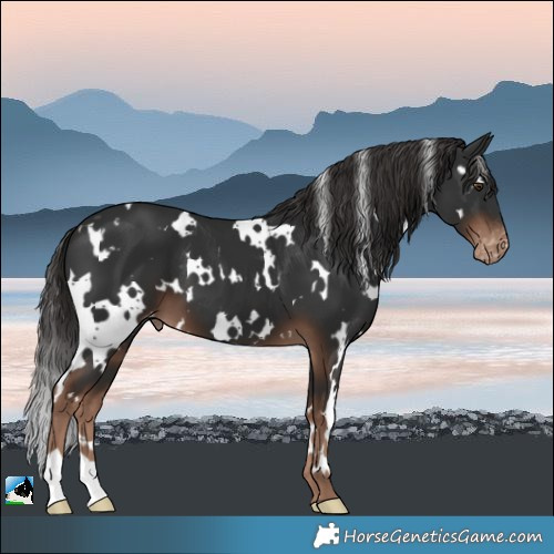 Horse Color:White Spotted Liver Chestnut Appaloosa