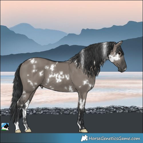 Horse Color:White Spotted Grullo