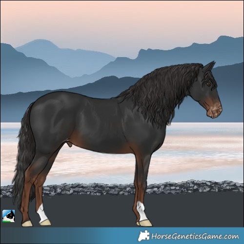 Horse Color:Liver Chestnut Appaloosa 