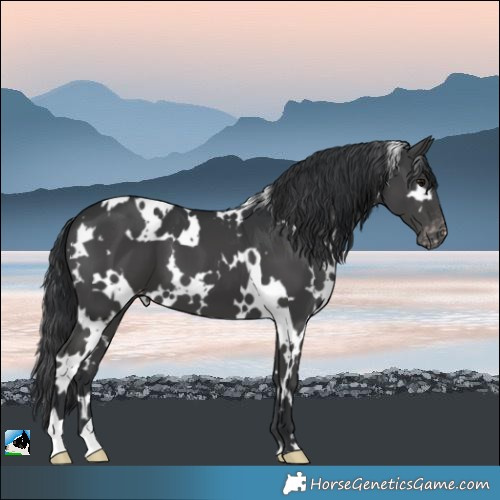 Horse Color:White Spotted Black Appaloosa 