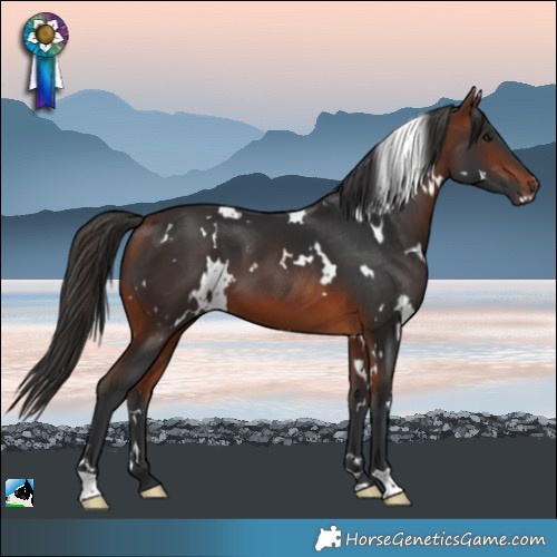Horse Color:White Spotted Bay