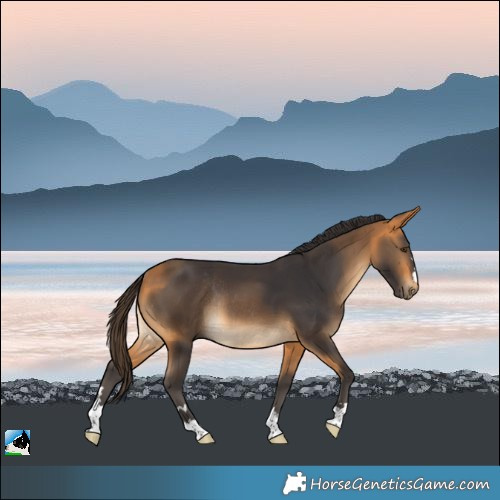 Horse Color:Buckskin Rabicano
