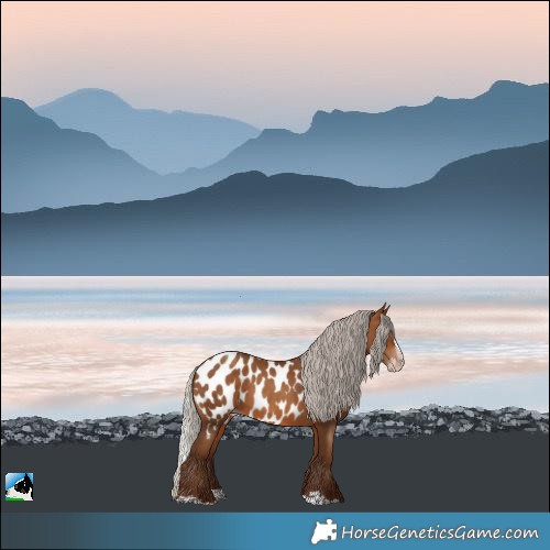 Horse Color:Gray Silver Amber Champagne Splash Appaloosa 