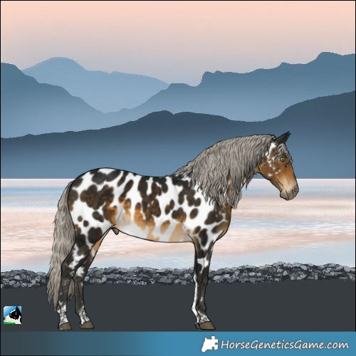 Horse Color:Gray Silver Buckskin Tobiano Appaloosa
