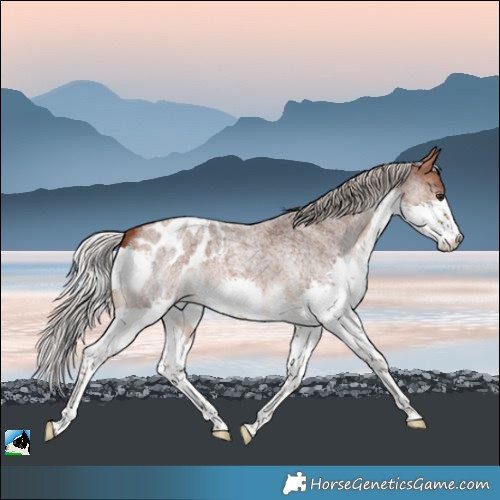 Horse Color:Silver Brown Roan Splash Tobiano Appaloosa