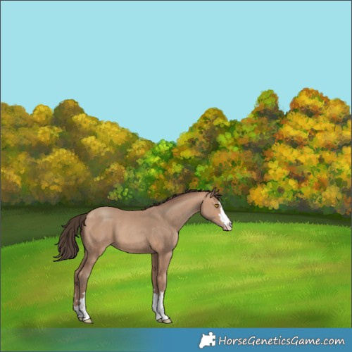 Horse Color:Amber Champagne 