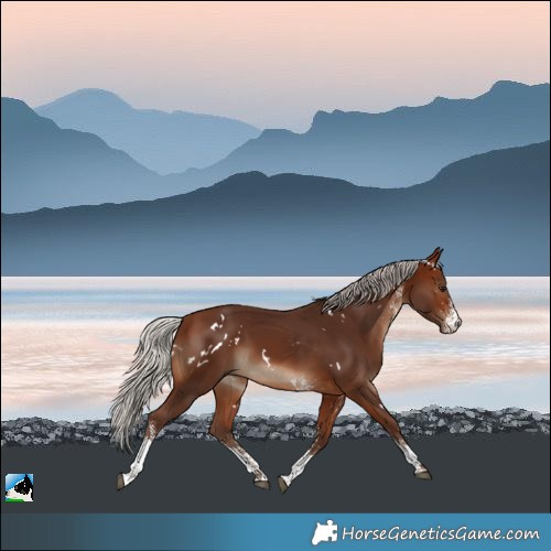 Horse Color:White Spotted Silver Brown Rabicano 
