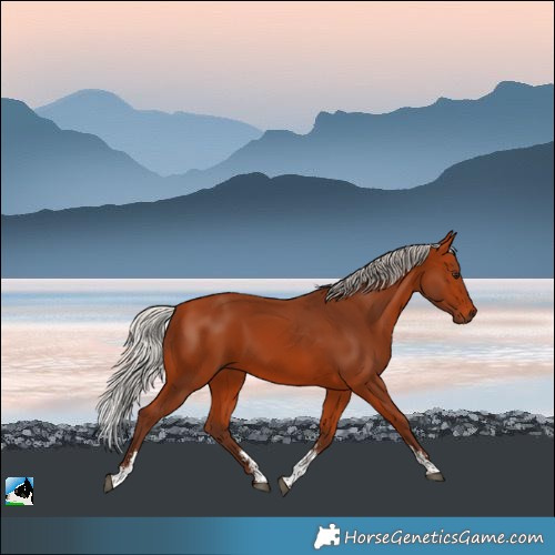 Horse Color:Silver Bay Sabino Rabicano