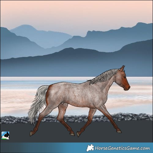 Horse Color:Silver Bay Roan 