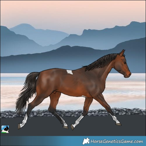Horse Color:Bay Sabino Tobiano Rabicano 
