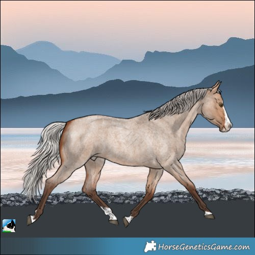 Horse Color:Silver Brown Roan Dun Splash Rabicano 