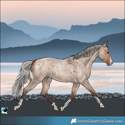 Horse Color:Silver Brown Roan Dun Splash Tobiano 