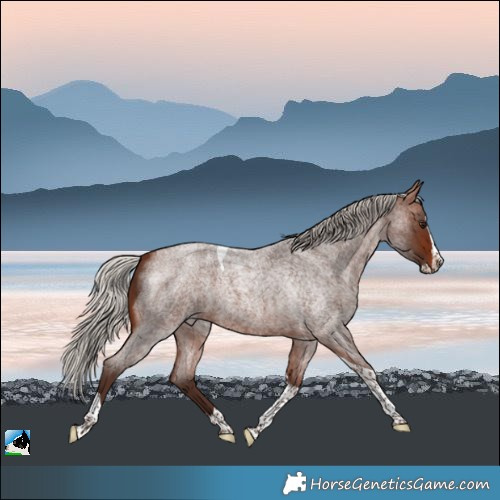 Horse Color:Silver Bay Roan Splash Tobiano Rabicano 