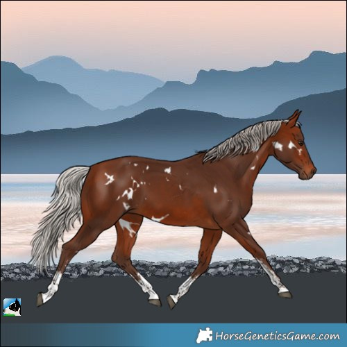 Horse Color:White Spotted Silver Bay Sabino Rabicano
