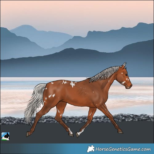 Horse Color:White Spotted Silver Bay Sabino