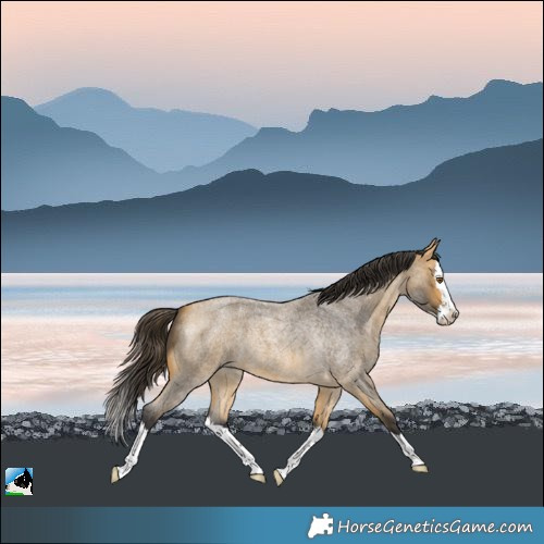Horse Color:Buckskin Roan Splash