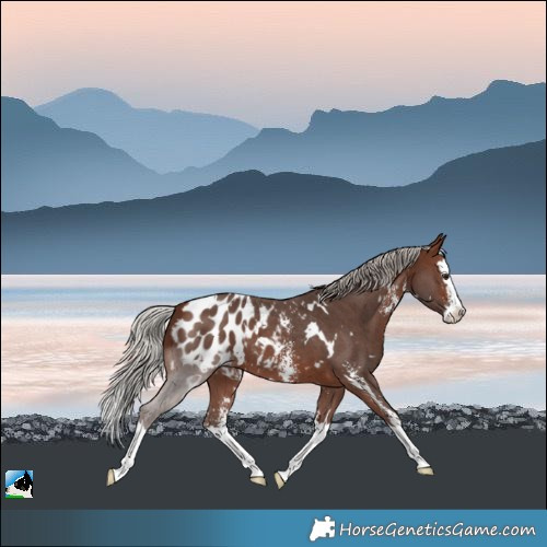 Horse Color:White Spotted Silver Brown Sabino Splash Blanket 