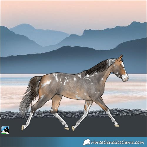 Horse Color:White Spotted Buckskin Roan Splash 