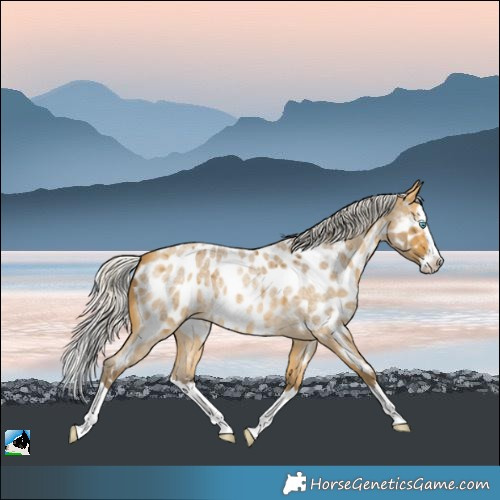 Horse Color:Silver Buckskin Roan Splash Appaloosa