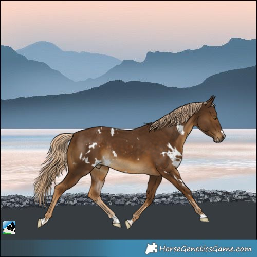 Horse Color:White Spotted Chocolate Palomino Rabicano 