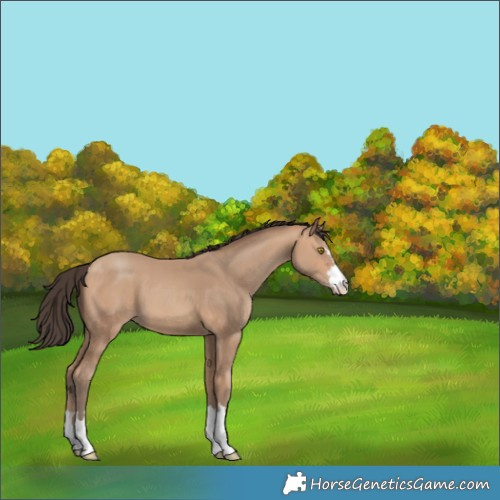 Horse Color:Amber Champagne 