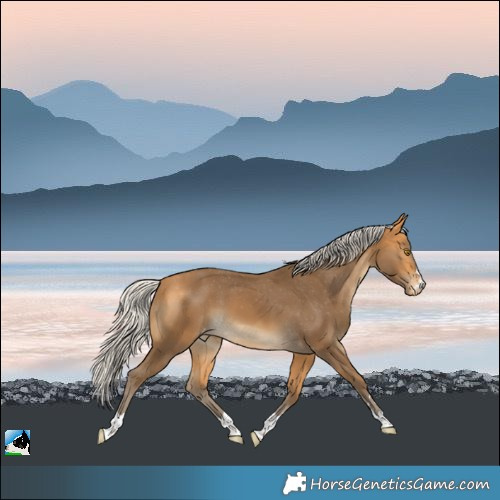 Horse Color:Silver Buckskin Appaloosa 
