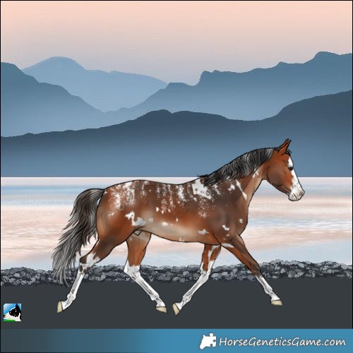Horse Color:Powder White White Spotted Bay Splash 