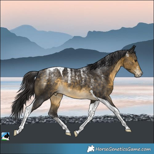 Horse Color:Powder White Buckskin Tobiano Rabicano 