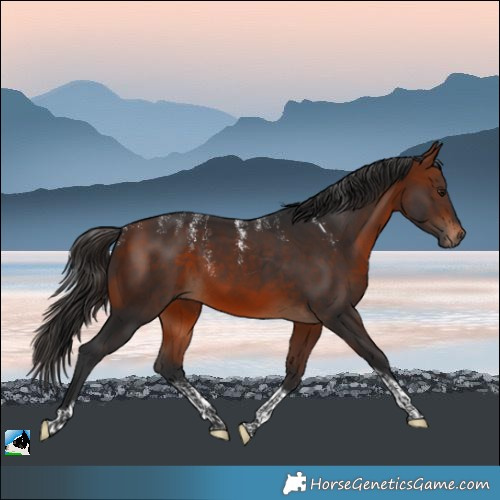 Horse Color:Powder White Bay Tobiano Rabicano 