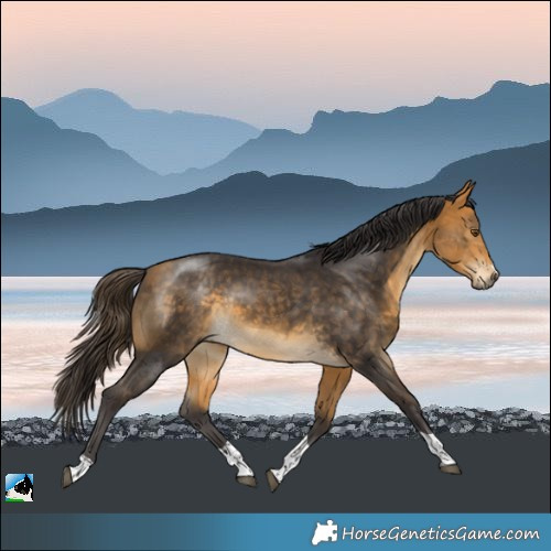 Horse Color:Buckskin Tobiano Rabicano