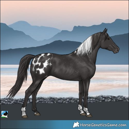 Horse Color:Smoky Black Tobiano Appaloosa 