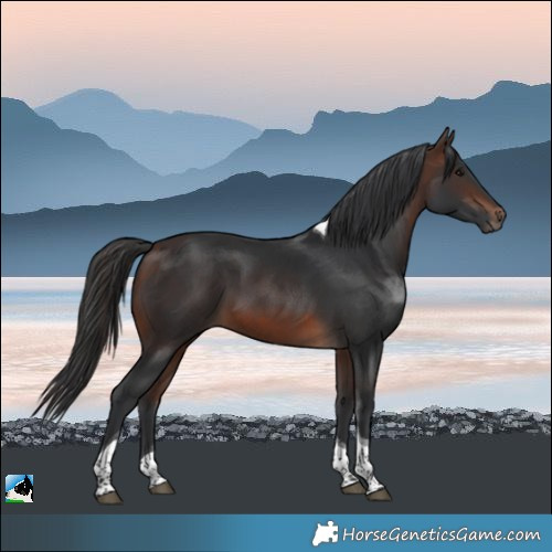 Horse Color:Brown Tobiano