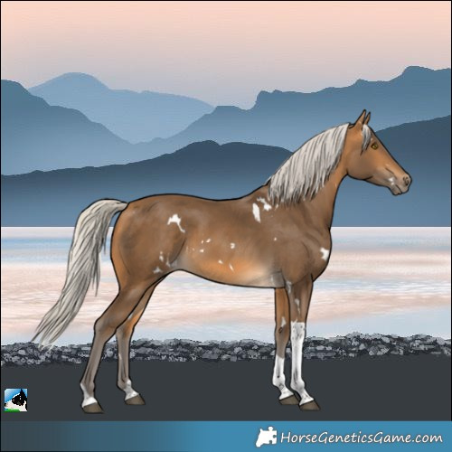 Horse Color:White Spotted Silver Buckskin Tobiano 
