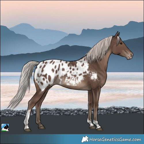 Horse Color:Silver Black Tobiano Appaloosa 