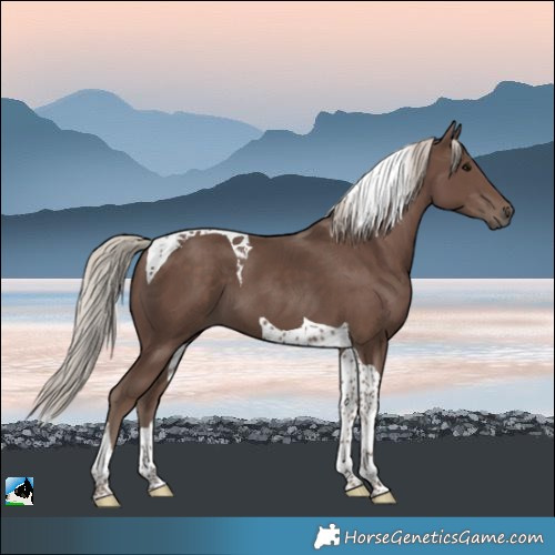 Horse Color:Silver Black Tobiano 