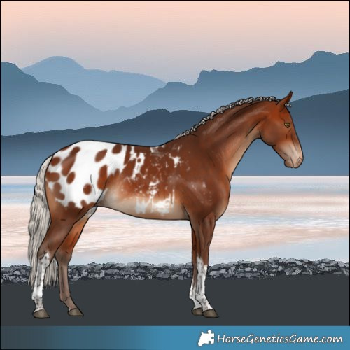 Horse Color:Silver Bay Tobiano Blanket Rabicano