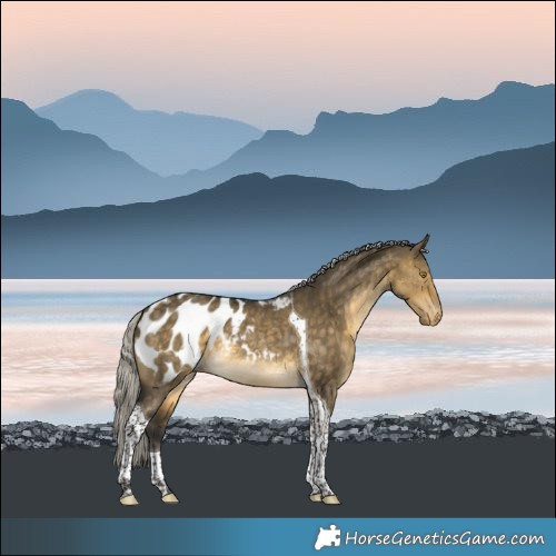 Horse Color:Silver Buckskin Dun Tobiano Blanket Rabicano