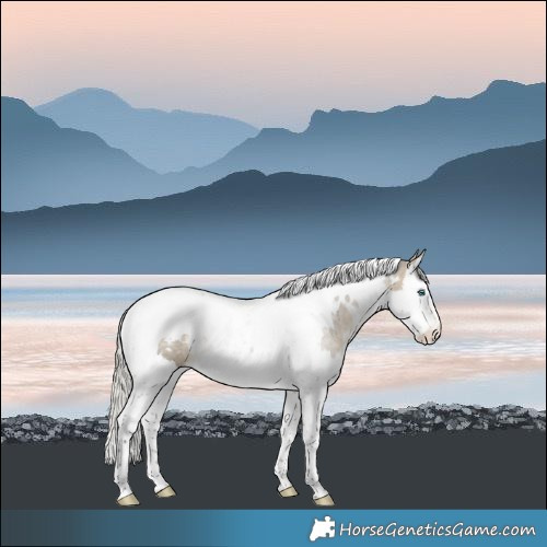Horse Color:White Spotted Silver Buckskin Dun Splash Tobiano Blanket Rabicano