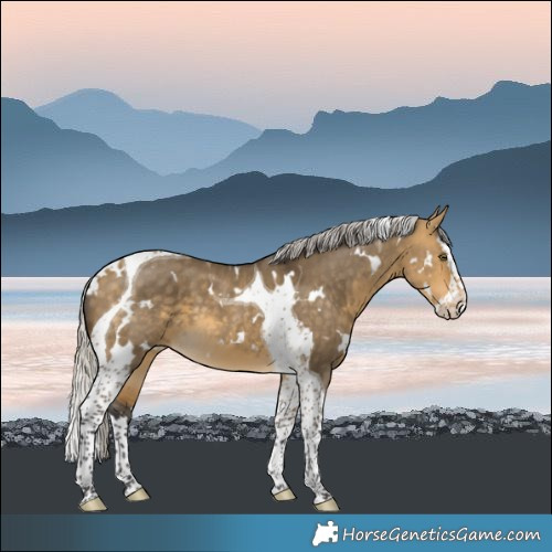 Horse Color:White Spotted Silver Buckskin Dun Splash Tobiano 