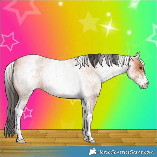 Horse Color:White Spotted Bay Roan 