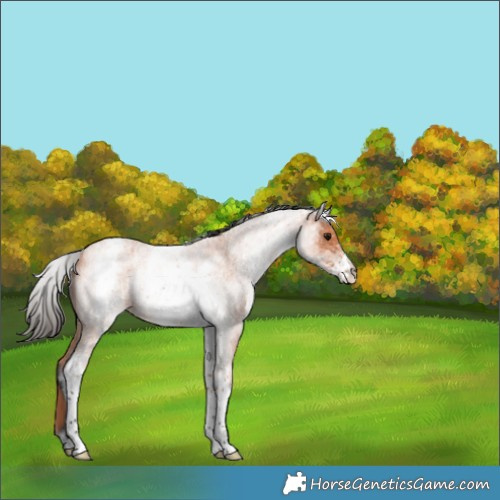 Horse Color:White Spotted Bay Roan 