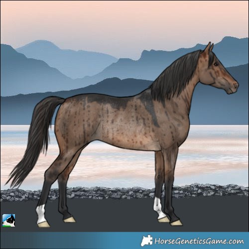 Horse Color:Brown Dun Rabicano Brindle 