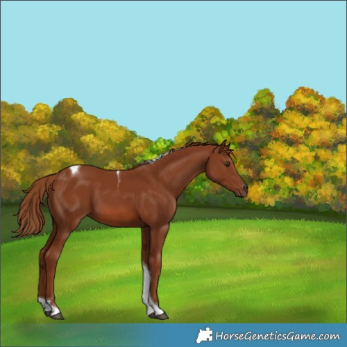 Horse Color:Chestnut Tobiano 