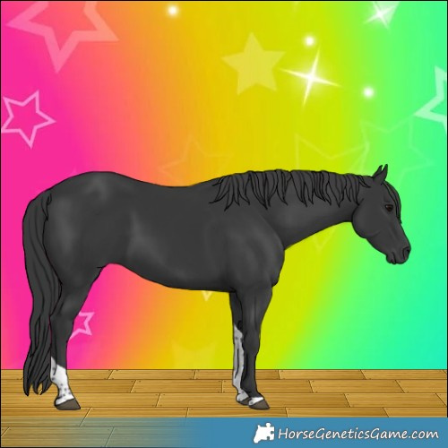 Horse Color:Black Tobiano