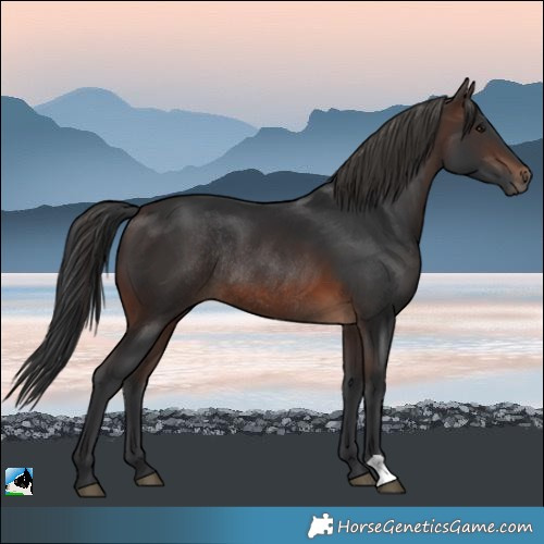 Horse Color:Brown Rabicano 
