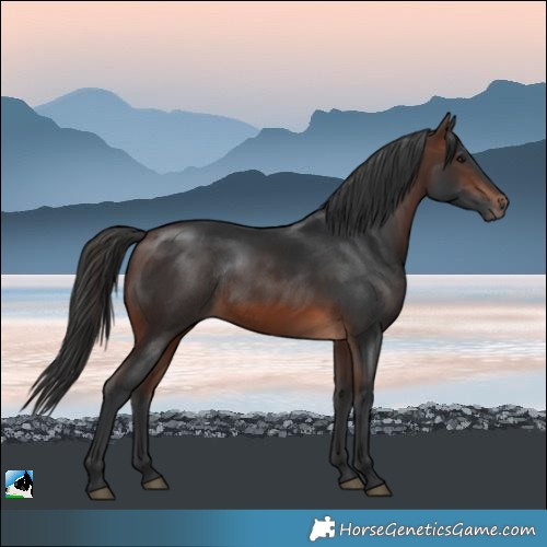 Horse Color:Brown Rabicano 