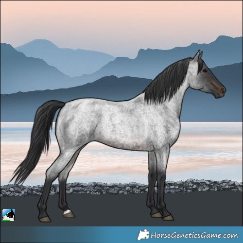 Horse Color:Brown Roan Rabicano 