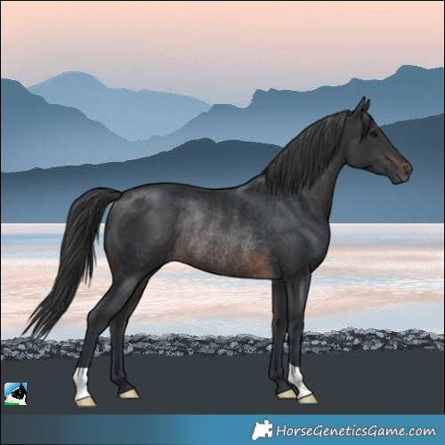 Horse Color:Brown Rabicano 