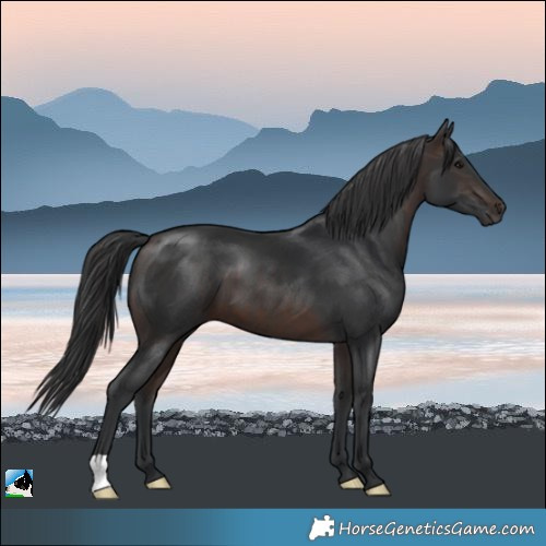Horse Color:Brown 