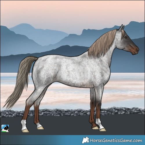 Horse Color:Liver Red Roan 